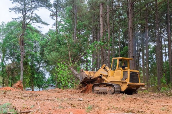 Trees Clearing in Jeffersonville