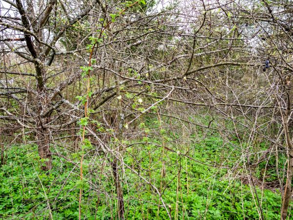 Underbrush Clearing in Jeffersonville