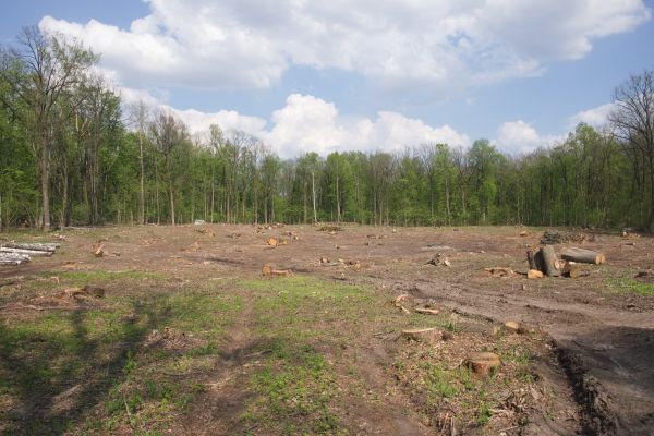 Pasture Clearing in Jeffersonville