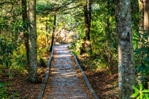 Cost of Trail Clearing in Jeffersonville
